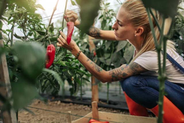 Apa Itu Pertanian Organik