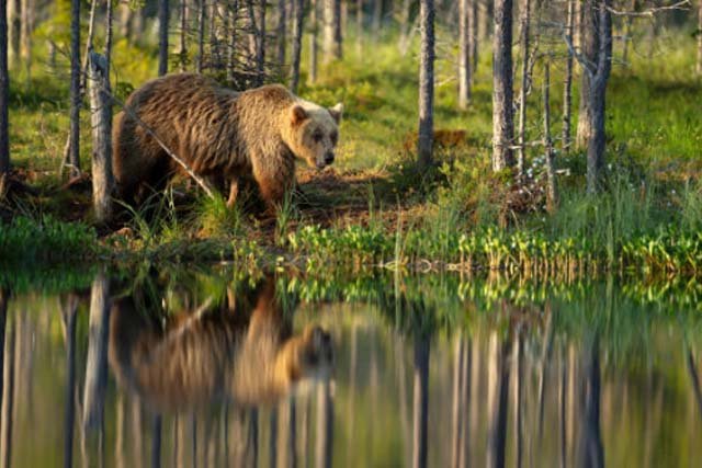 Beruang Cokelat Eurasia