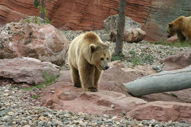 Beruang Cokelat Ussuri
