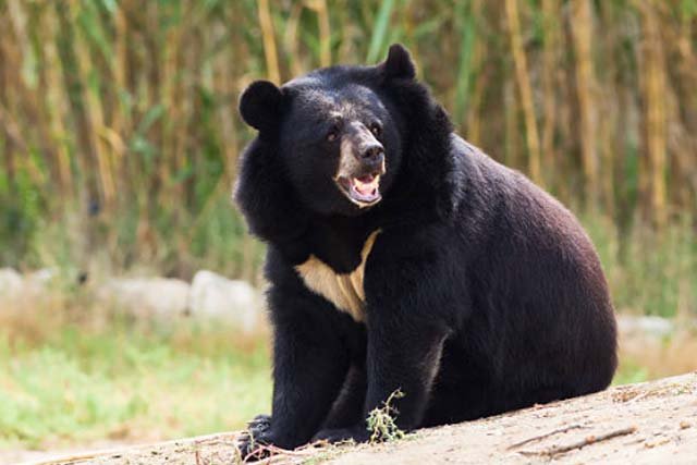 Beruang Hitam Asia