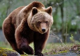 Beruang Terbesar di Dunia