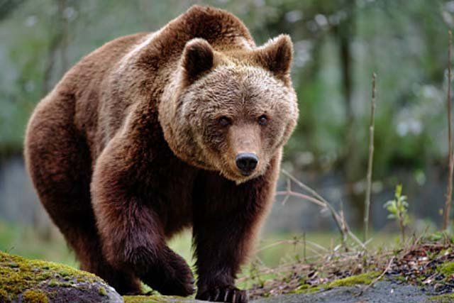 Beruang Terbesar di Dunia