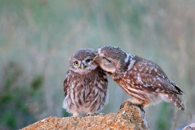 burung hantu Celepuk Gunung