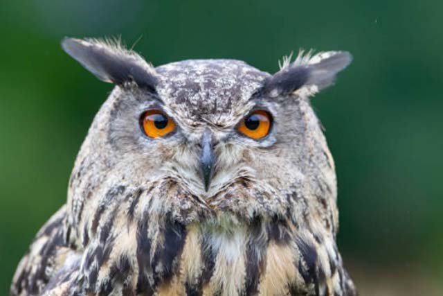 Eurasian Eagle Owl