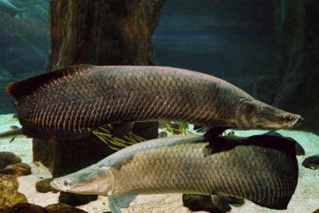 Fakta Ikan Arapaima