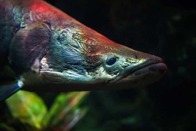 Ikan Arapaima