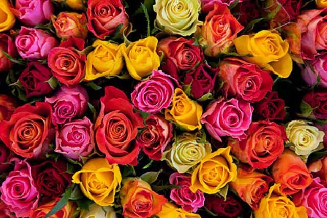 Jenis-Jenis Bunga Mawar