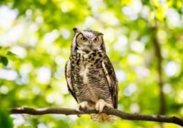 Jenis-Jenis Burung Hantu