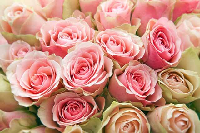 Kelompok Bunga Mawar di Dunia