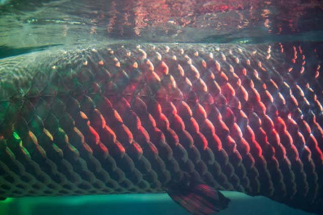 Kulit arapaima