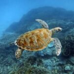 Laut Terdalam di Indonesia