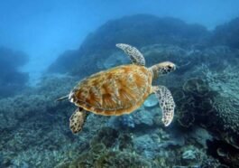 Laut Terdalam di Indonesia