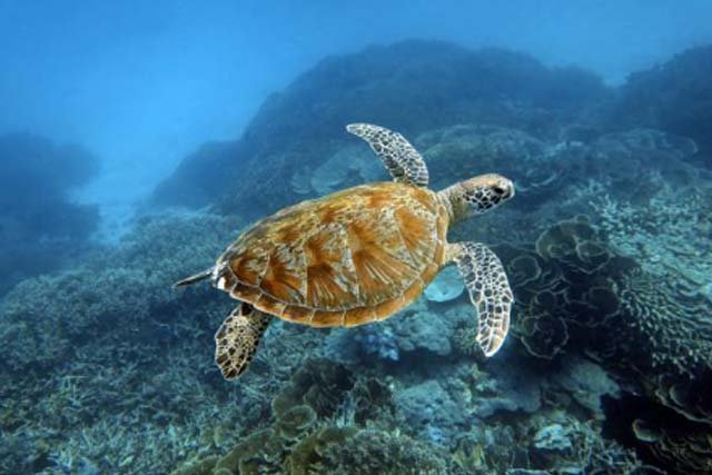 Laut Terdalam di Indonesia