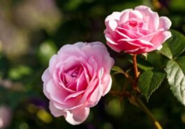 Nama Latin Bunga Mawar