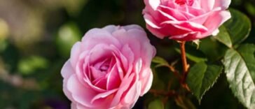 Nama Latin Bunga Mawar