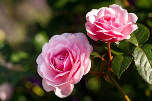 Nama Latin Bunga Mawar