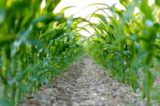 Prinsip Dasar Pertanian Organik