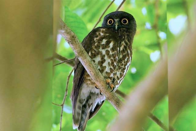 burung hantu Punggok Coklat