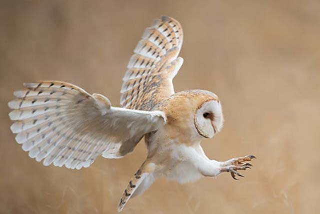 burung hantu Serak Jawa