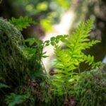 Tumbuhan Paku