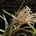 Tumbuhan yang Memiliki Akar Serabut