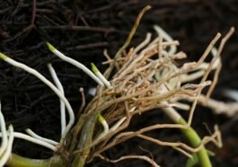 Tumbuhan yang Memiliki Akar Serabut