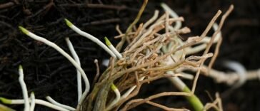 Tumbuhan yang Memiliki Akar Serabut