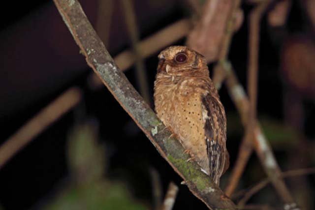 burung hantu Celepuk Merah