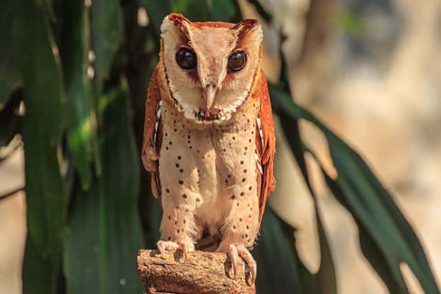 burung hantu Serak Bukit