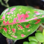 Jenis Bunga Aglonema