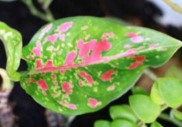 Jenis Bunga Aglonema