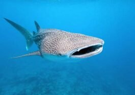 Binatang Terbesar di Dunia