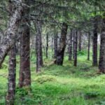 Ciri-Ciri Ekosistem Taiga