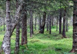 Ciri-Ciri Ekosistem Taiga