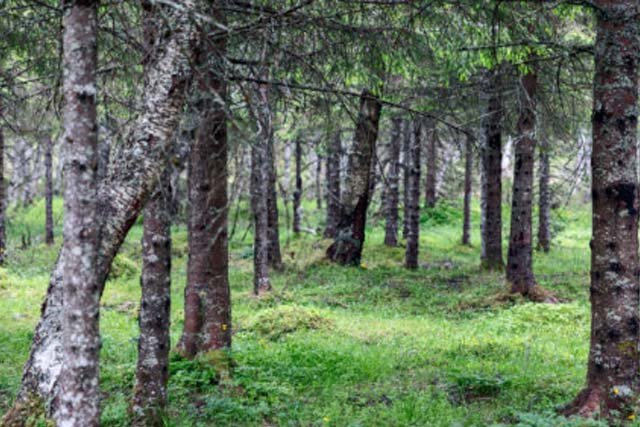 Ciri-Ciri Ekosistem Taiga