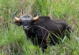 Ciri-Ciri Hewan Anoa