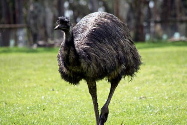 Emu