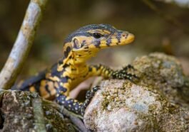 Hewan yang Bernapas dengan Paru-Paru