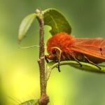 Hewan yang Mengalami Metamorfosis