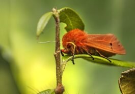 Hewan yang Mengalami Metamorfosis