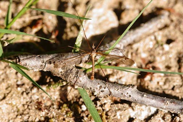 Lalat Holorusia mikado