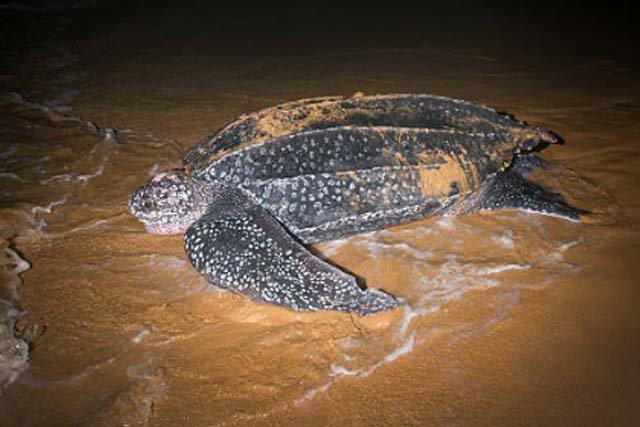 Leatherback Sea Turtle