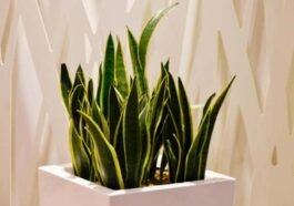 Mitos Tanaman Lidah Mertua