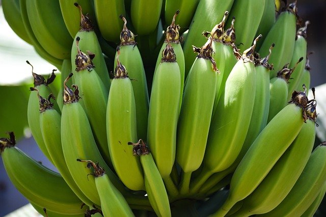 Morfologi dan Deskripsi Bagian Pohon Pisang
