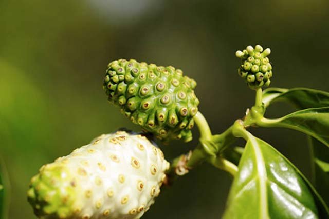 Morinda citrifolia