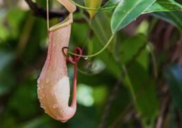 Nama-Nama Tanaman Hias