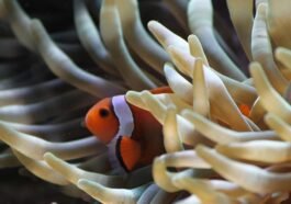 Simbiosis Ikan Badut