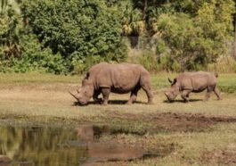 Tempat Wisata di Bogor